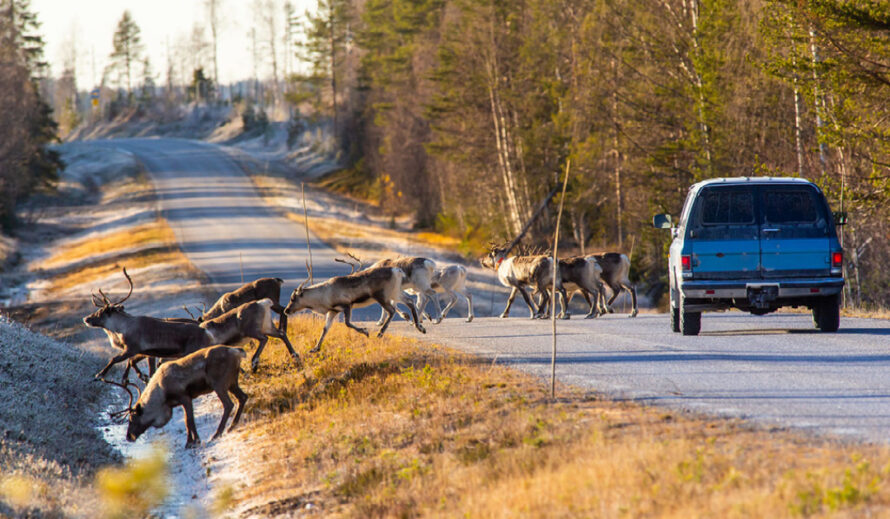 Ce faci dacă ai accidentat un animal? – Instrucțiuni pentru deținătorii poliței CASCO